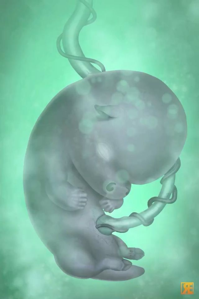 Minotaur fetus. Unedited.